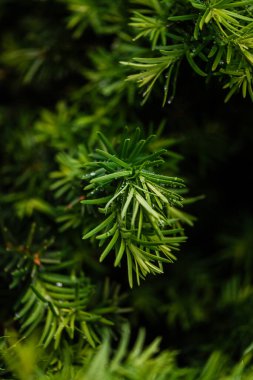 Baharda Yeni Evergreen Şırıngaları