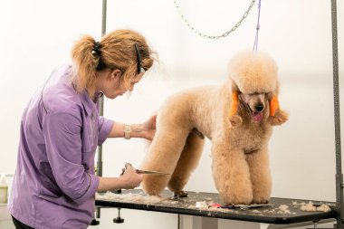 Profesyonel Köpek Bakımcısı Masadaki Kaniş