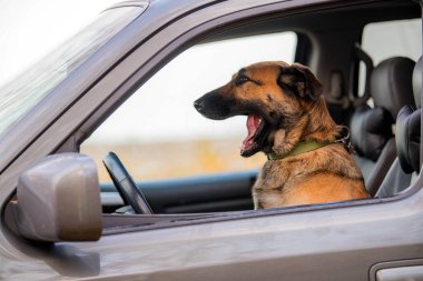 Kahverengi köpek arabanın direksiyonunda otururken çığlık atıyor.
