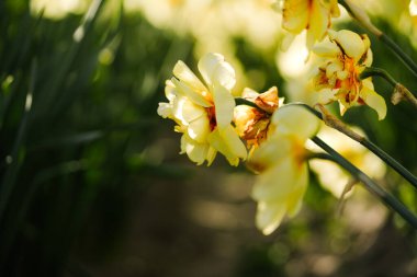 Narcissus Kümesi Yapraklı Yapraklar ve Çürümüş