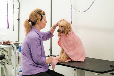 Havluya Sarılı Kaniş İle Köpek Bakımı Oturumu