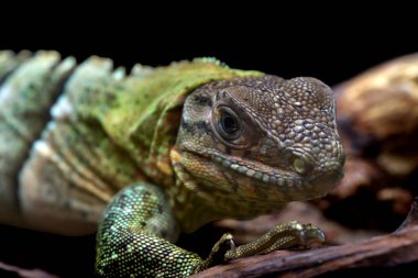 Dikenli kuyruklu iguana ağaçta