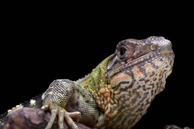Dikenli kuyruklu iguana ağaçta
