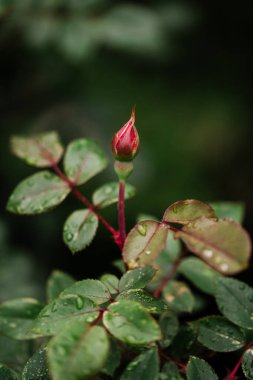 Çiğ Yapraklı Tek Kırmızı Gül Çiçeği