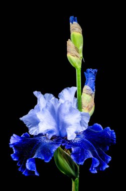 Zarif Mavi ve Beyaz Sakallı Iris Siyah üzerine