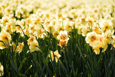 Hollanda Çiçek Alanlarında Sarı Narsislerin Yakın Görüntüsü
