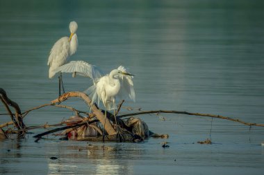 Büyük Akbalıkçıl (Ardea alba) dalda