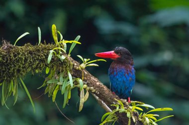 Mavi karınlı balıkçı bir ağaç dalında