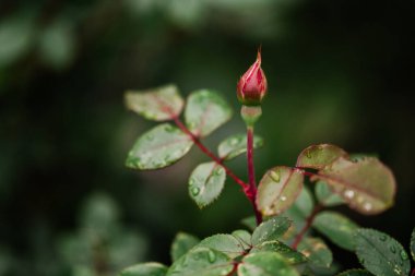 Genç Gül Yağmurdan Sonra Bahçede