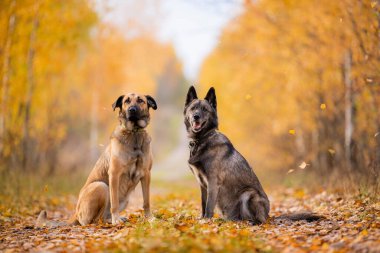 Sonbahar ormanlarında yan yana oturan iki sadık köpek.
