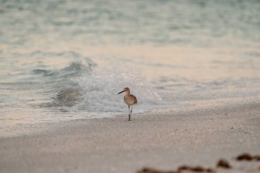 Yavaşça çarpan dalgalar, kumsalda yürüyen bir yabani kuşu takip ediyor.