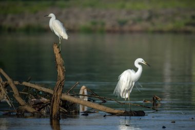 Büyük Akbalıkçıl (Ardea alba) dalda