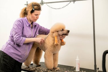 Köpek Yetiştiricisi Masada Özenle Kaniş Yapıyor