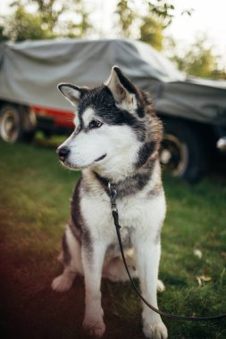 Alaska malamute köpeği Stockholm 'de çimlerin üzerinde oturuyor, İsveç