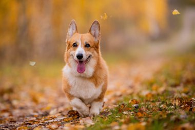 Mutlu Corgi köpeği sonbaharda ormanda dille koşuyor..