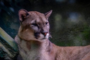 Sonbahar ormandaki güzel Puma portresi. Amerikan Puma