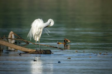 Büyük Akbalıkçıl (Ardea alba) dalda