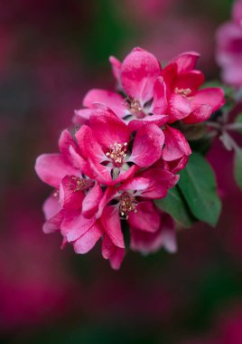Baharda çiçek açan yaban elması ağacının pembe çiçeklerine yakın..