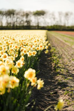 Lisse 'de Boş Toprak Yolu Olan Uzun Narcissus Alanı
