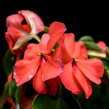 Canlı Orange Impatiens Çiçekleri ve Siyah Üzerine Bud