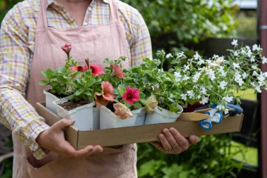 Bir tepsi yatak ve dikim malzemesi taşıyorum.