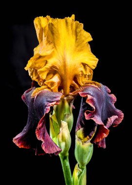 Vurucu Sarı ve Burgundy Siyah Sakallı Iris