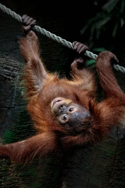 Bebek Sumatra Orangutan 'ın Portresi