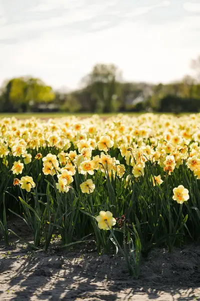 İlkbahar Lisse Manzarasında Çiçekli Narcissus Alanı