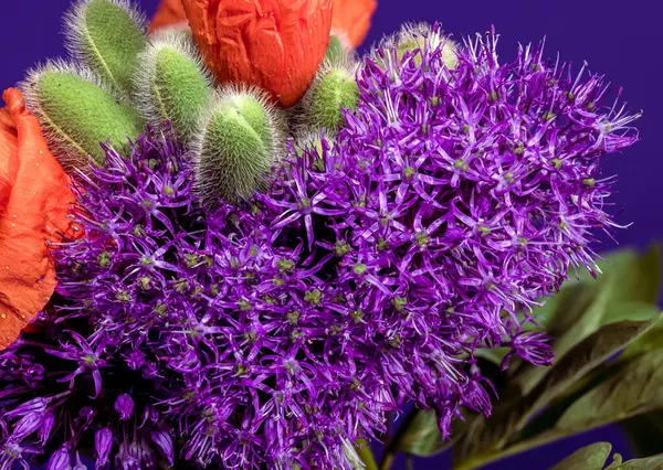 Canlı Mor Allium Koyu Mor Arkaplanda Çiçek Açtı