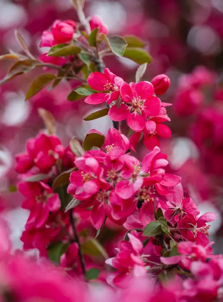 Baharda çiçek açan yaban elması ağacının pembe çiçeklerine yakın..