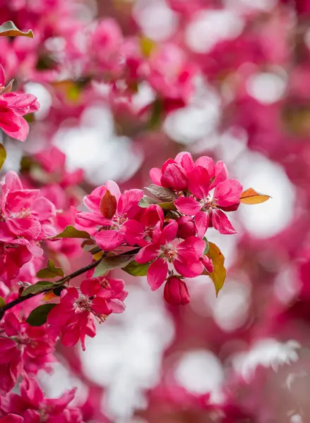 Baharda çiçek açan yaban elması ağacının pembe çiçeklerine yakın..