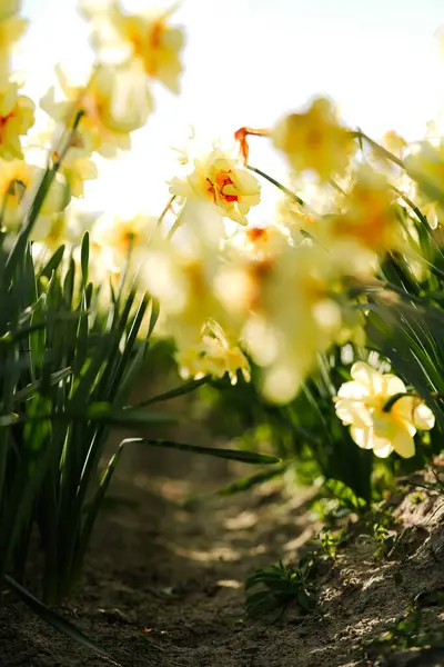 Lisse 'deki Çiçek Tarlası Merkezi' nde Parlak Narcissus Çiçeği