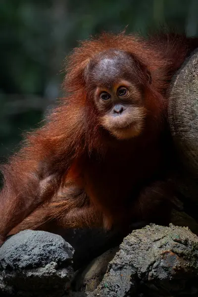 Bebek Sumatra Orangutan 'ın Portresi