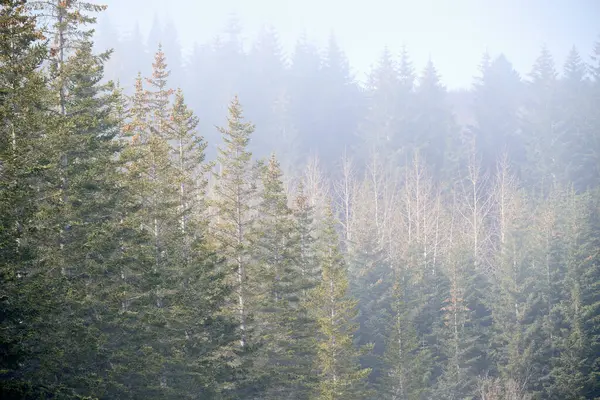 Dağ yamacındaki kozalaklı ormana sis giriyor.