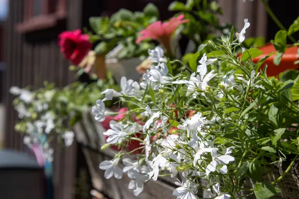 Parlak beyaz çiçekli bir sundurma ekicisi.