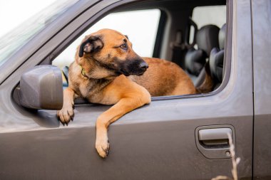 Açık arabanın camından dışarı bakan kahverengi köpek.
