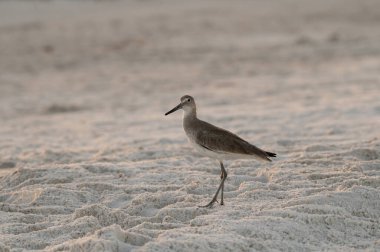 Anna Maria Adası 'nın sıcak kumsalında parmaklar kumda