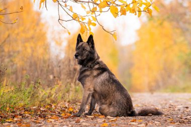Koyu renkli bir köpek sonbahar ormanında toprak bir yolda oturuyor.
