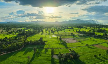Sonsuz yeşil tarlalar altın günbatımının altında