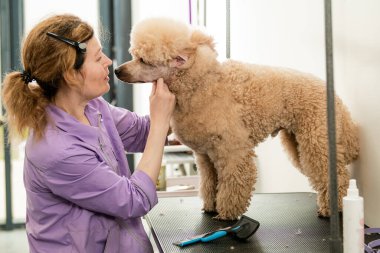 Köpek Bakımı Oturumu Kaniş ve Groomer Etkileşimi