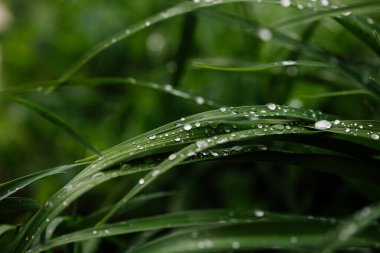 Canlı Yeşil Çimenlere Yağmur Damlaları