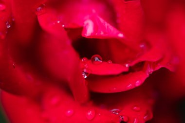 Yağmurla Öpülen Pembe Gül 'ün Soyut Makro' su