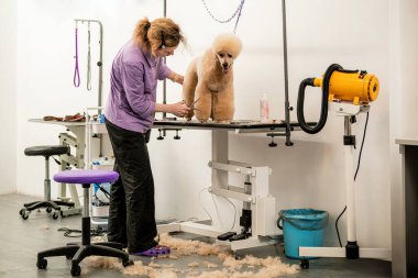 Hayvan Bakımı Süsleme Kanişi Tımarlama Masasında