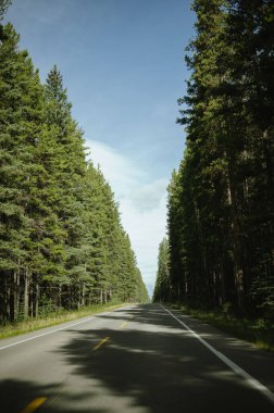 Banff Ulusal Parkı 'na giden yolda çam ağaçlarının olduğu sahne.