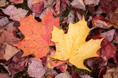 Sonbaharda yere saçılmış turuncu ve sarı akçaağaç yaprakları