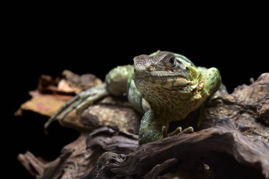Dikenli kuyruklu iguana ağaçta