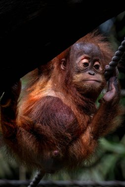 Bebek Sumatra Orangutan 'ın Portresi
