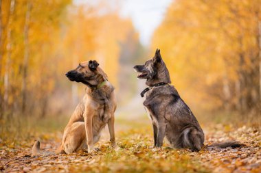 Altın bir sonbahar ormanında bir patikada oturan iki köpek.