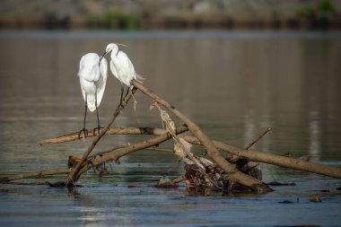 Büyük Akbalıkçıl (Ardea alba) dalda