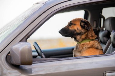 Kahverengi köpek bir arabanın direksiyonunda oturur.